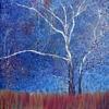 sycamore